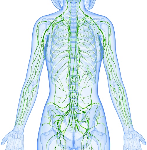 Lymphoedema Therapist